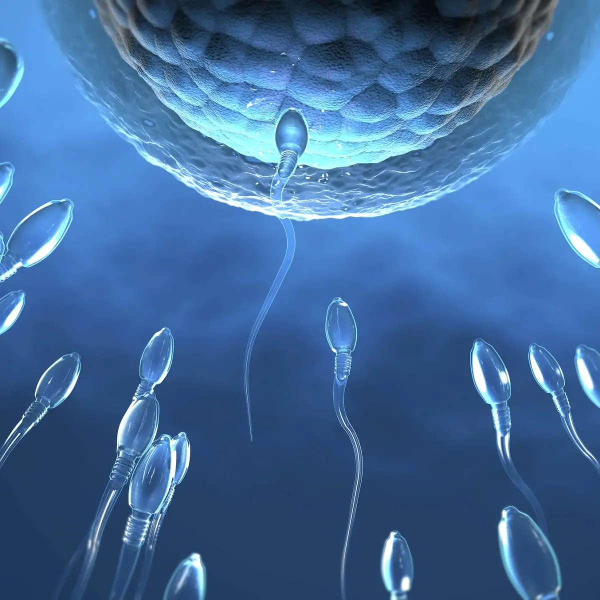 Infertilidade masculina - Dr. Rodrigo Bomfim